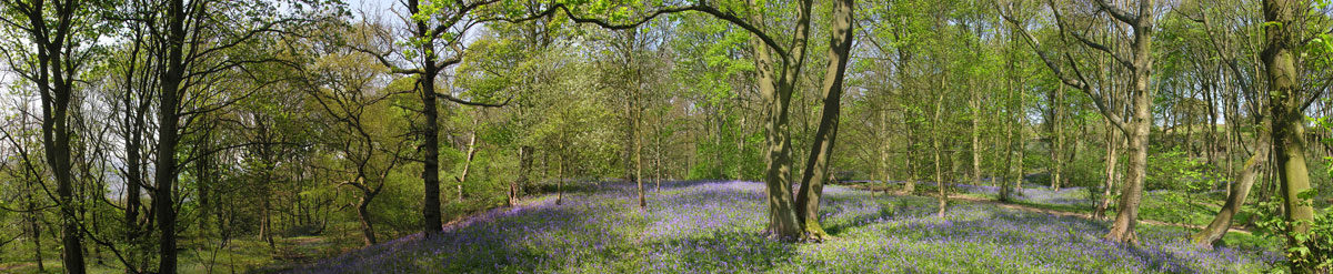 middleton-woods-1200.jpg